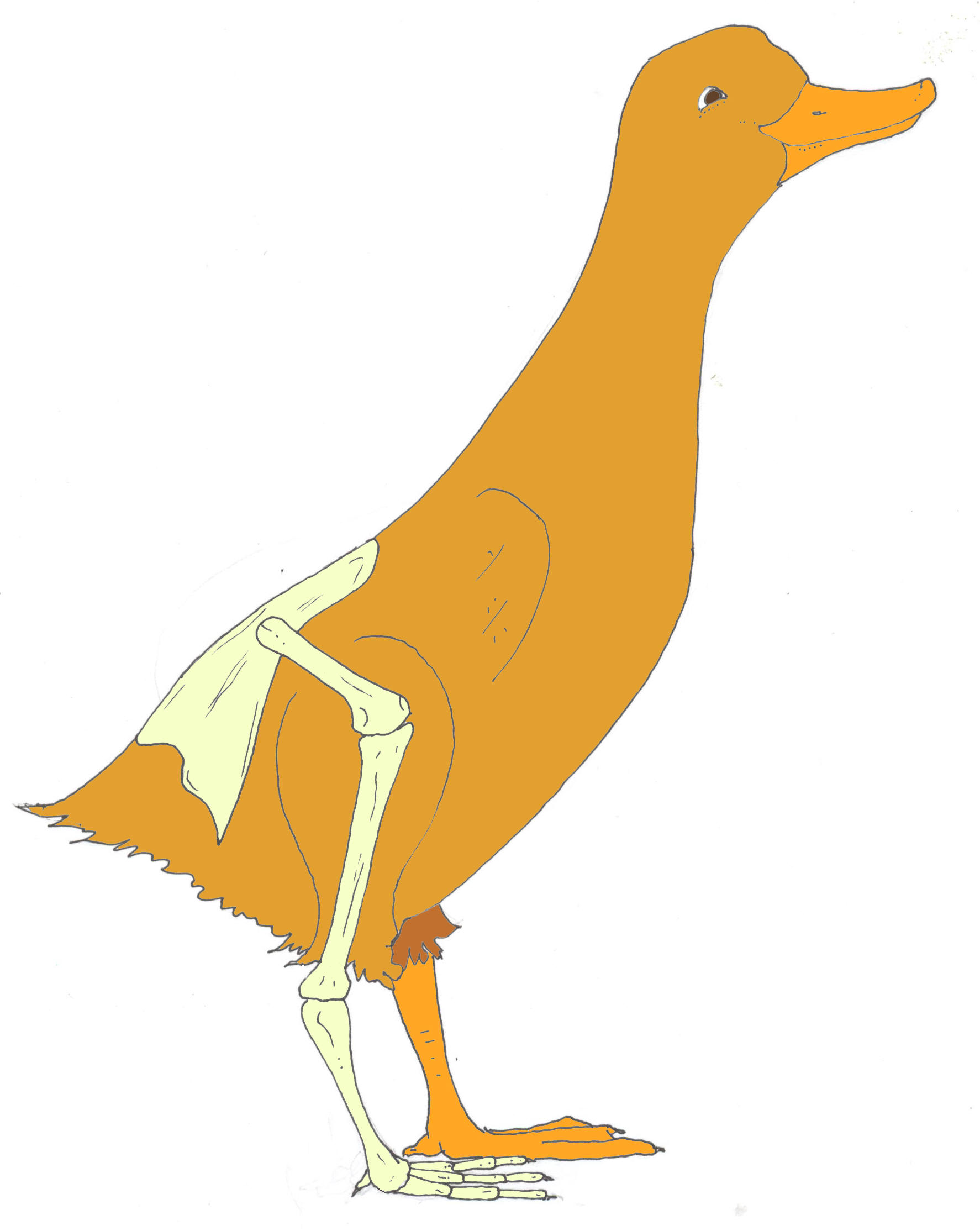 majestic-waterfowl-sanctuary-newsletter-the-majestic-monthly